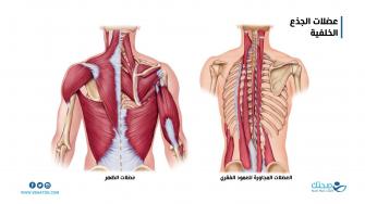 عضلات الجذع الخلفي